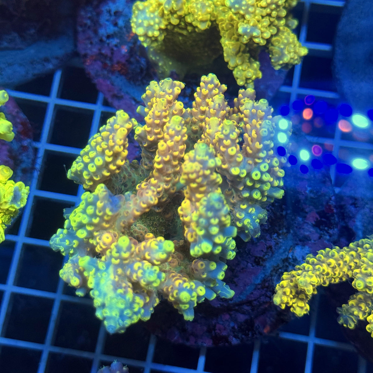 Acro Colony T3G11