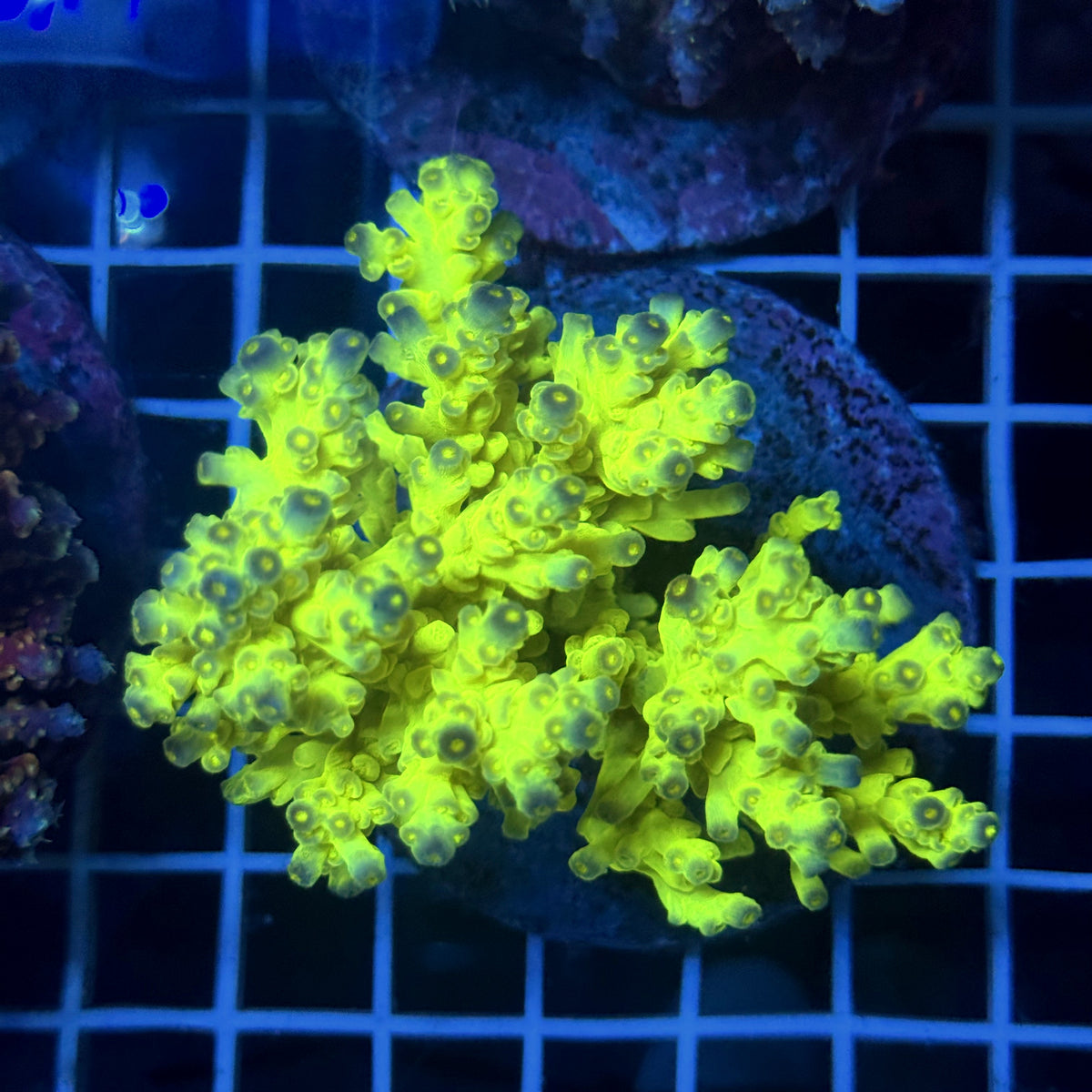 Acro Colony T3G15