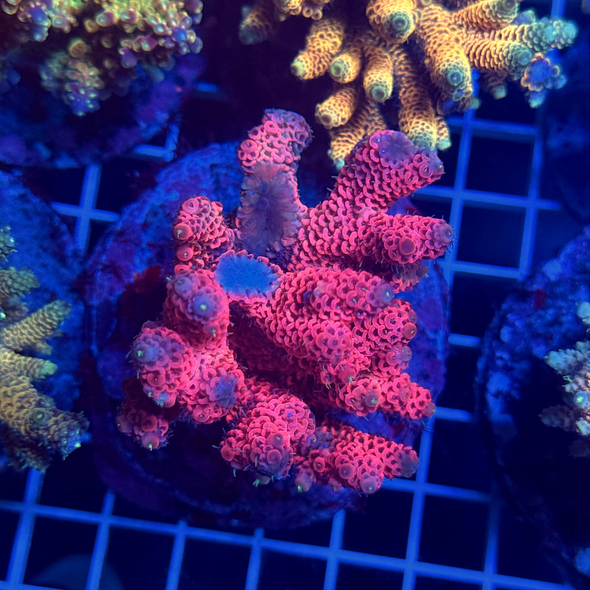 Acro Colony T3G2