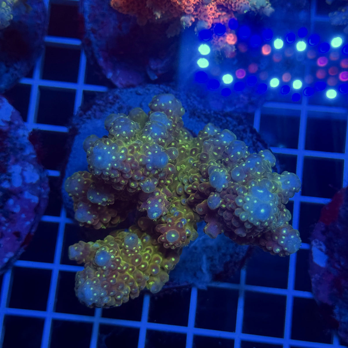 Acro Colony T3G4