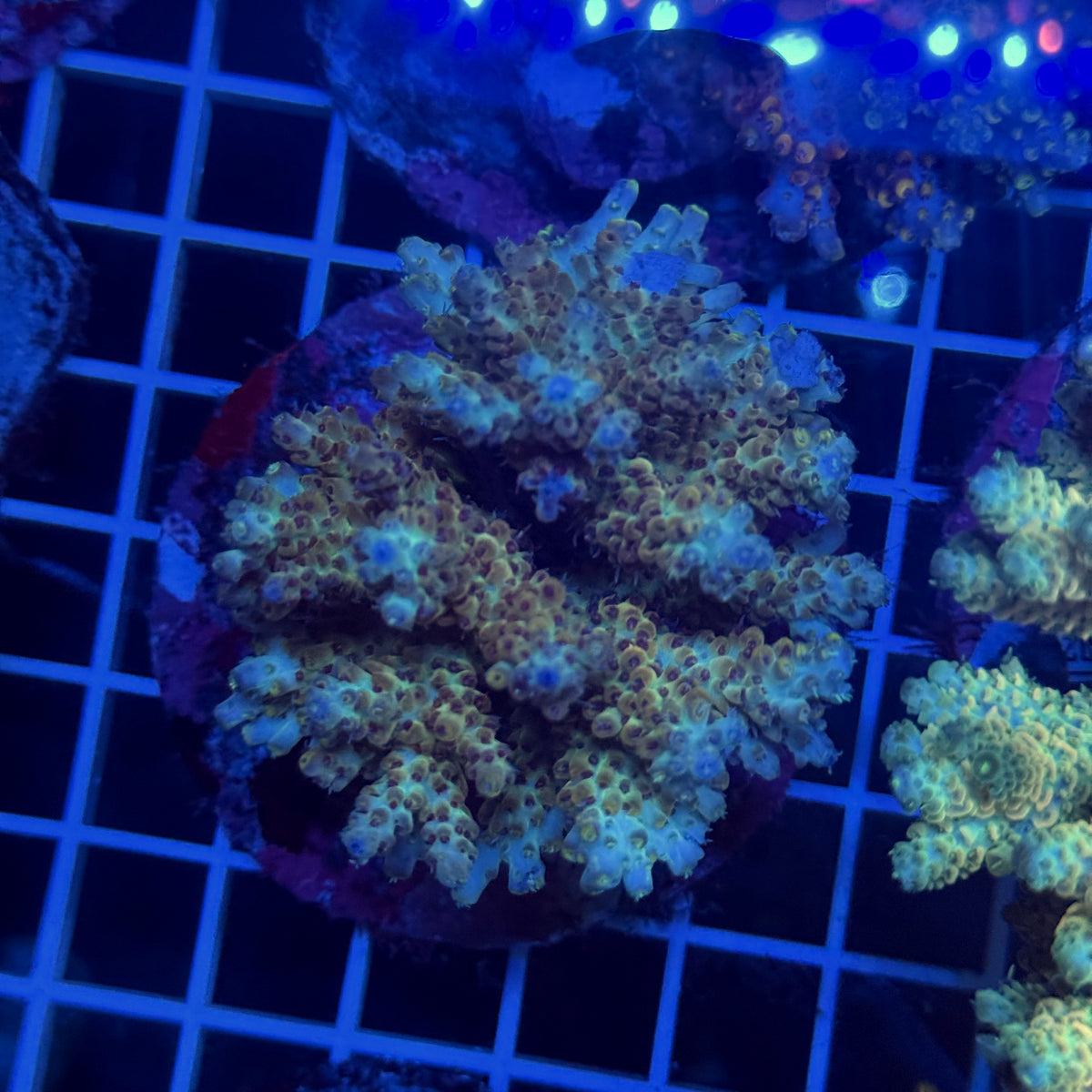 Acro Colony T3G5