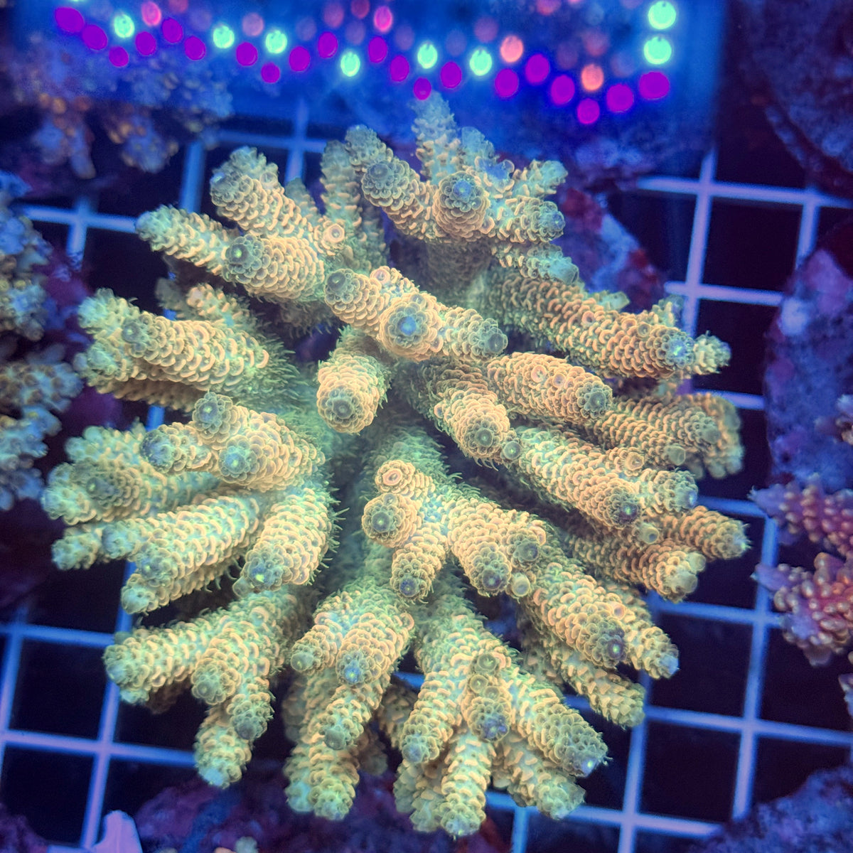 Acro Colony T3G6