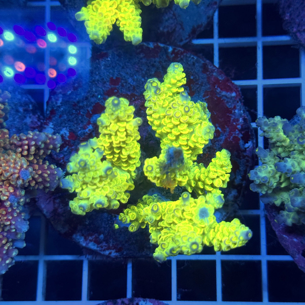 Acro Colony T3G8