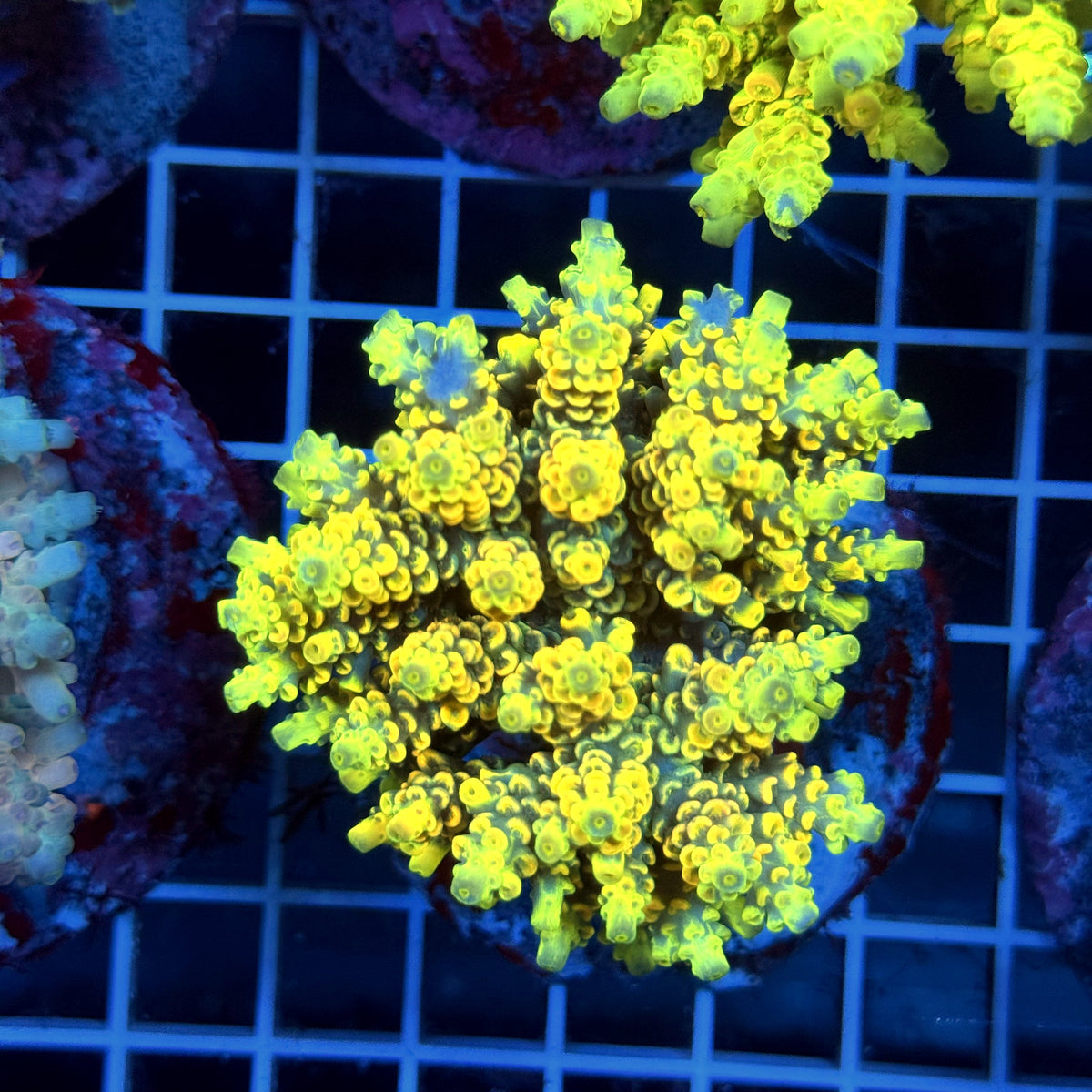 Acro Colony T3H10