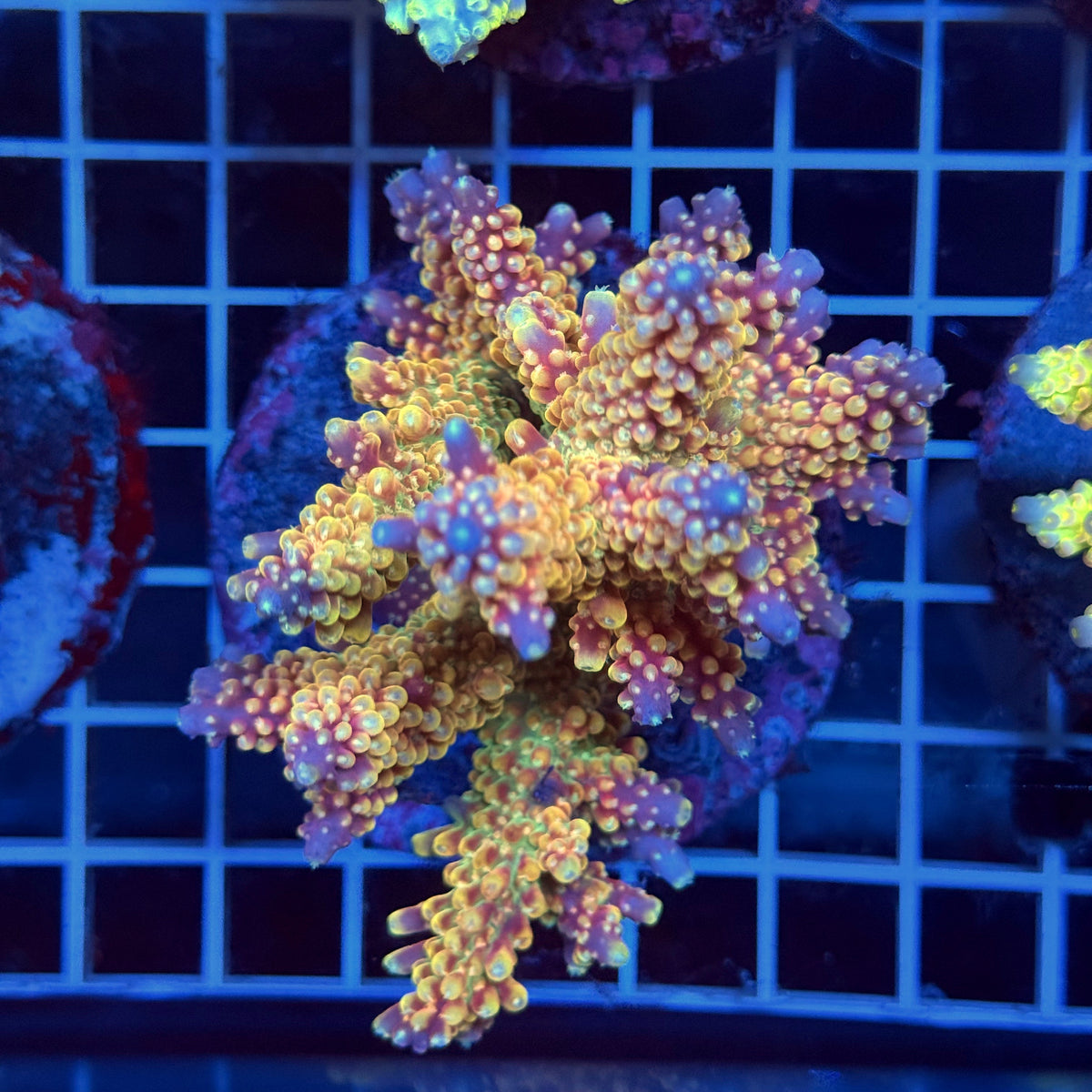 Acro Colony T3H11