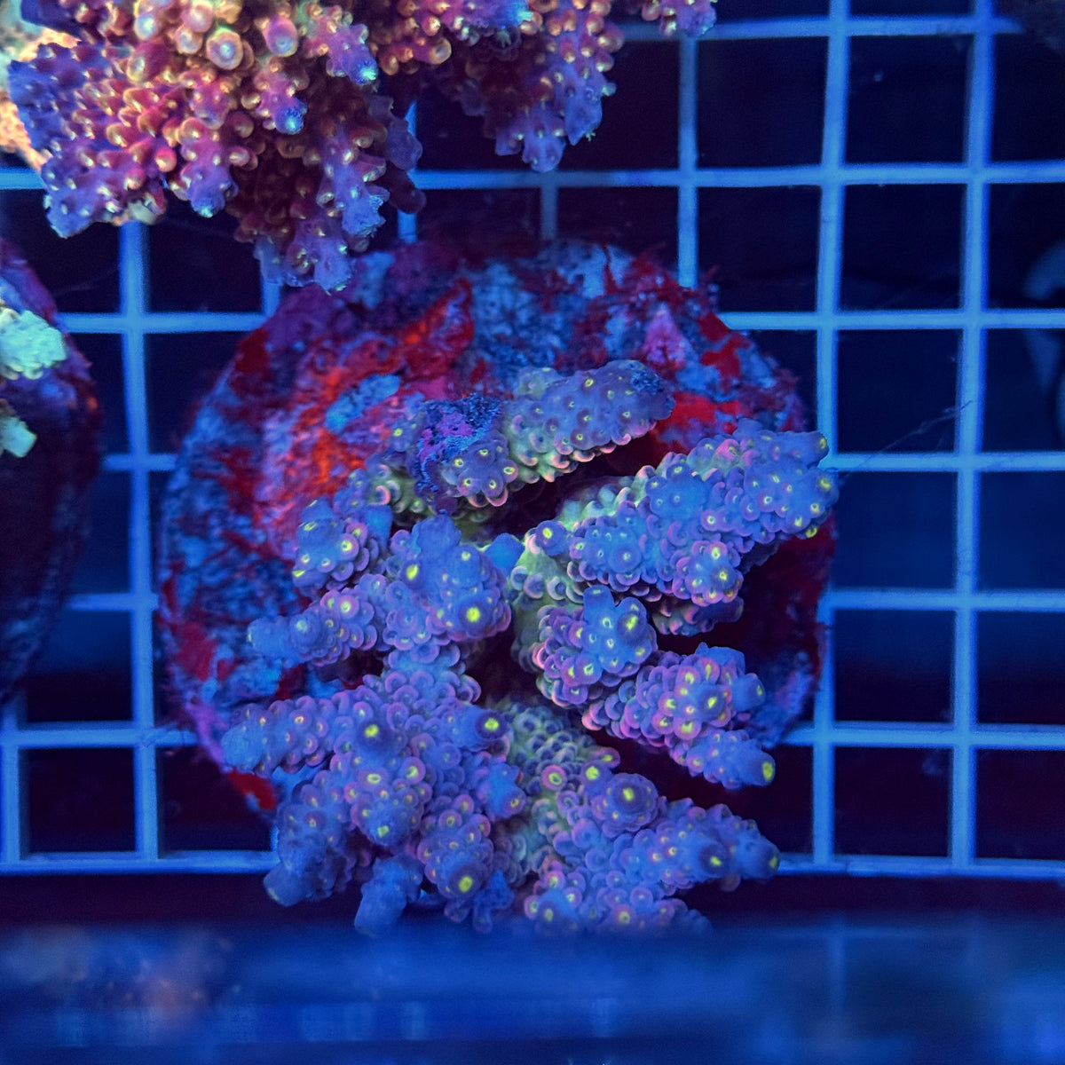 Acro Colony T3H14