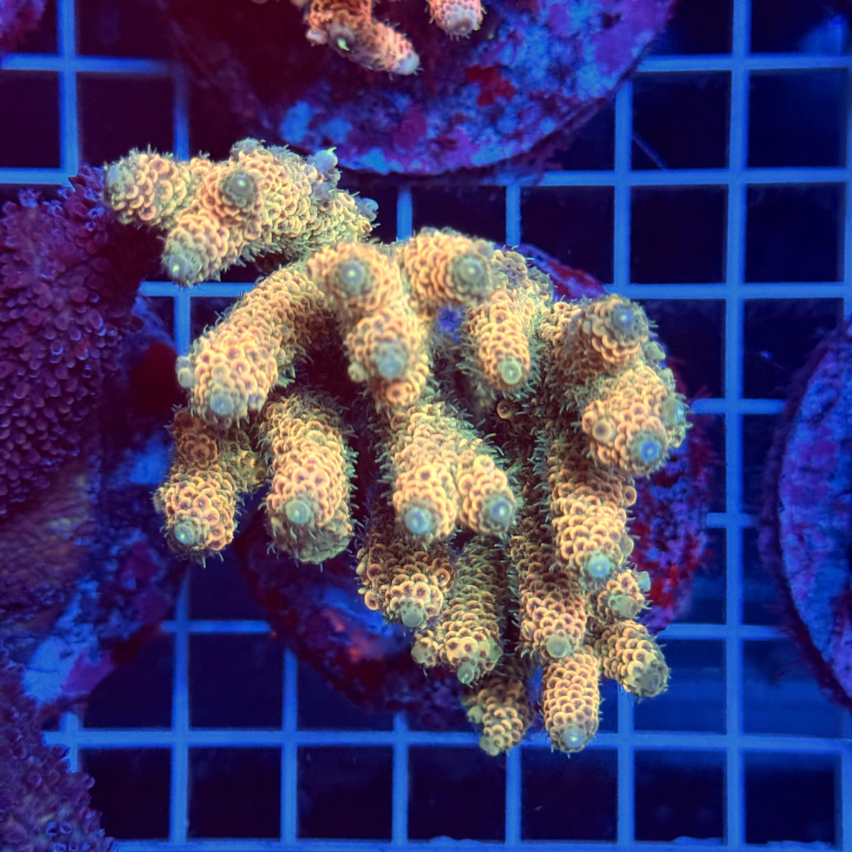 Acro Colony T3H3
