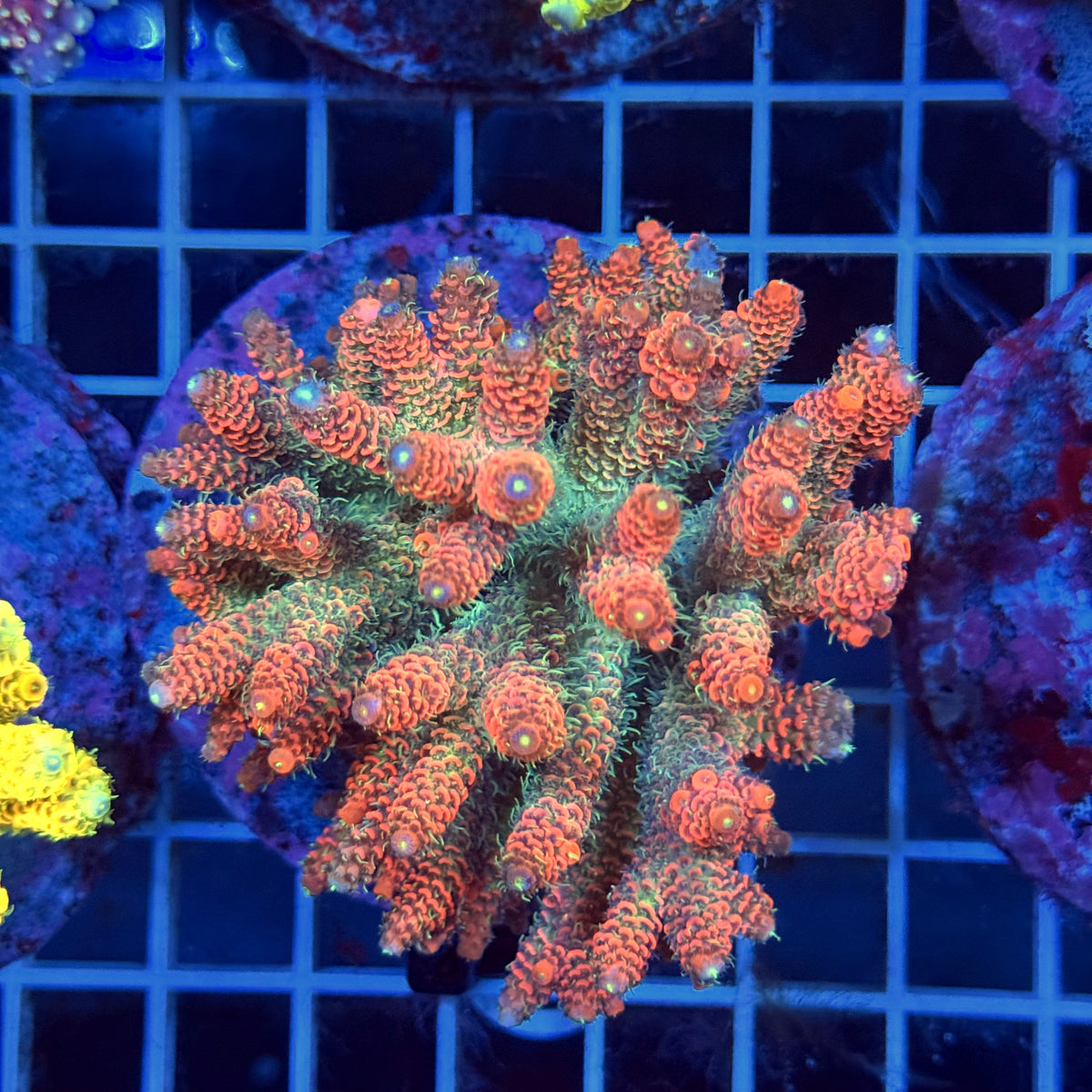 Acro Colony T3H8