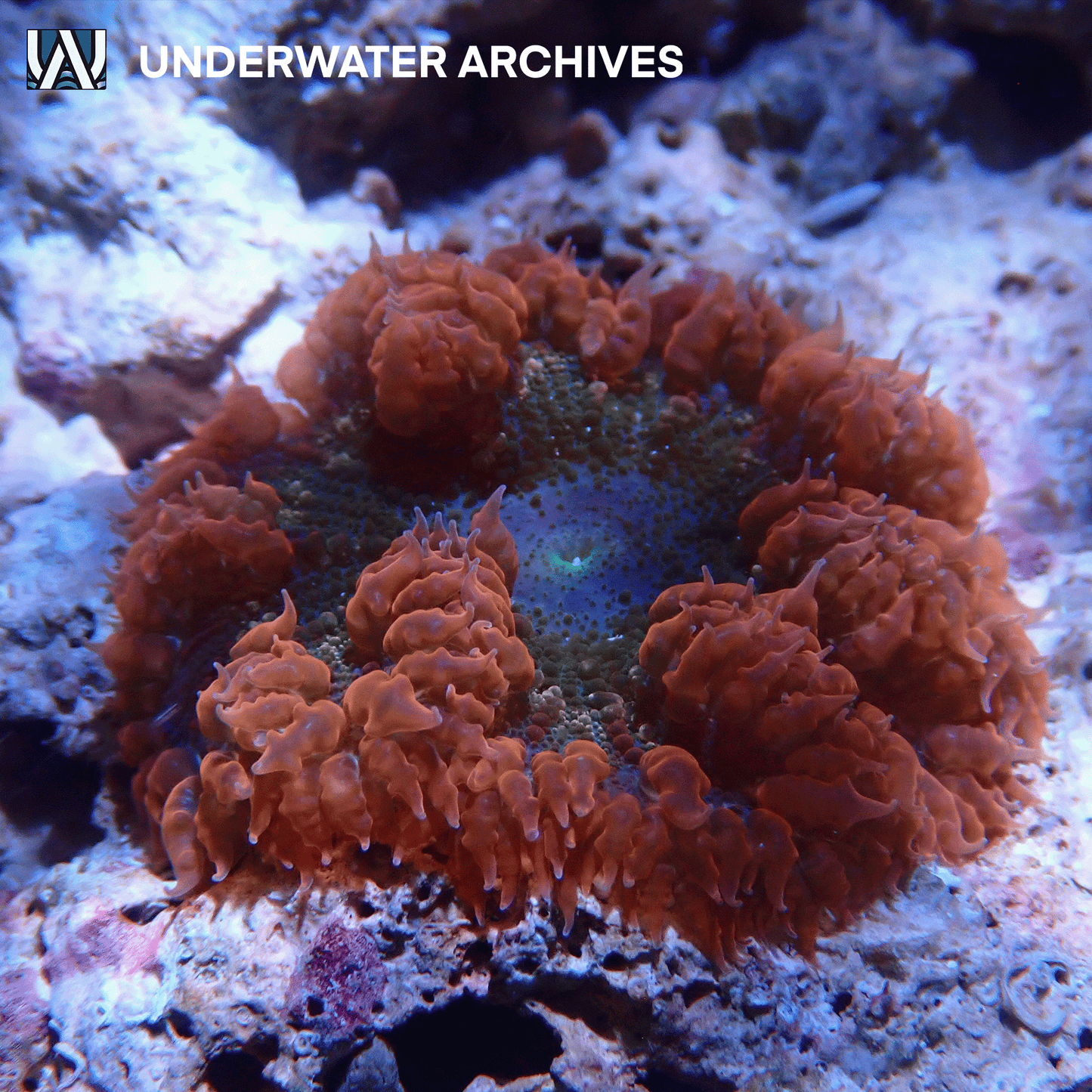 Rock Flower Anemone