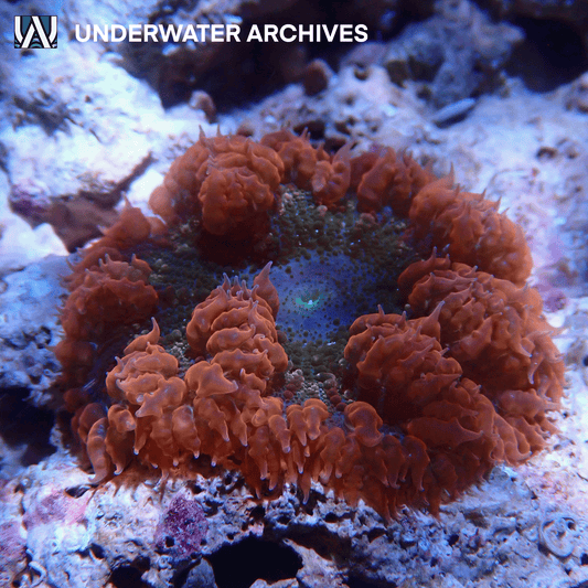 Rock Flower Anemone