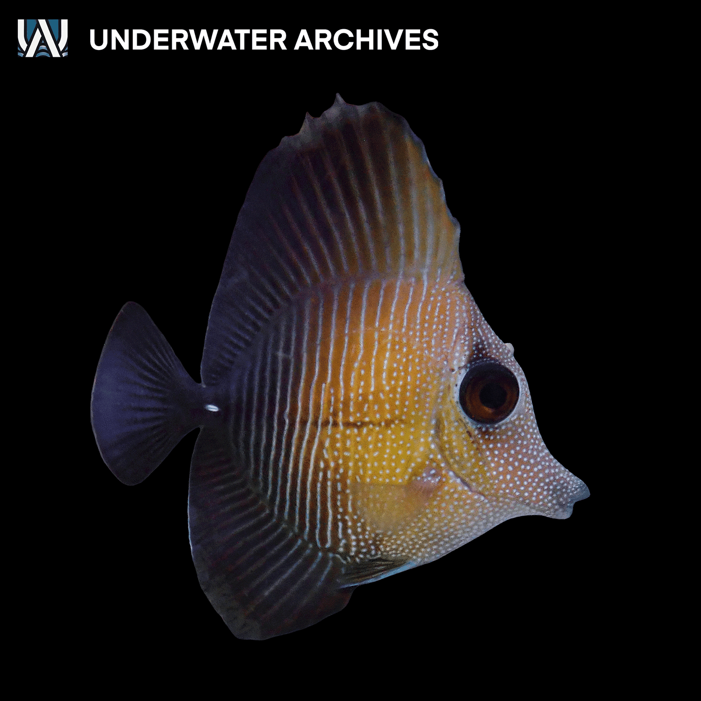 Scopas Tang