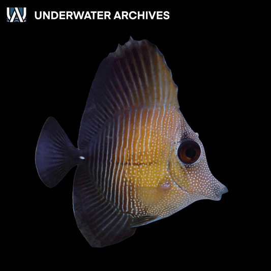 Scopas Tang