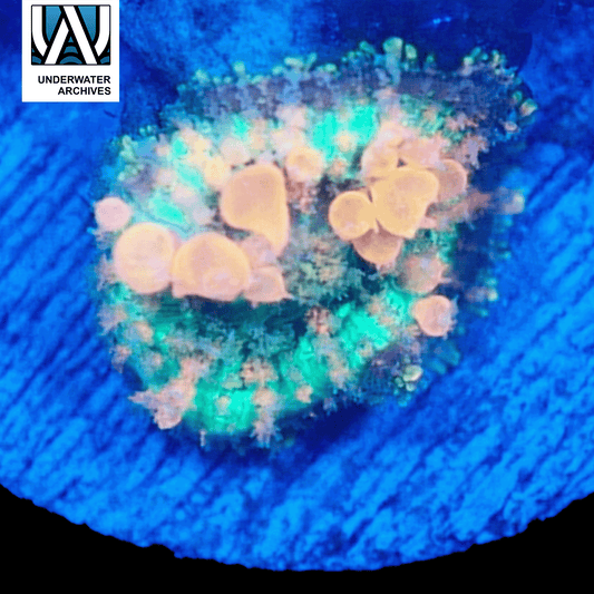 Sunkist Bounce Mushroom R1T2 (WYSIWYG)