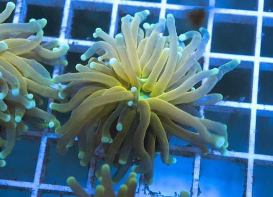 (Auction 2) (WYSIWYG) - Tiger Torch Frag #2