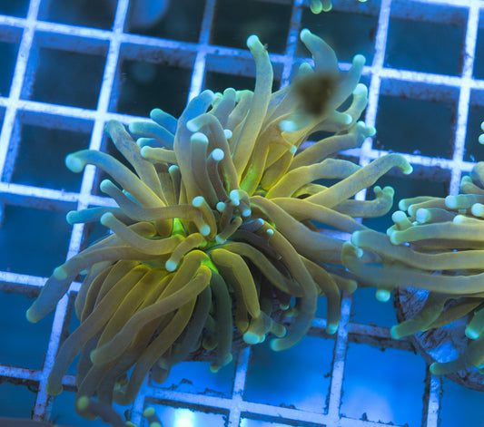 (Auction 3) (WYSIWYG) - Tiger Torch Frag