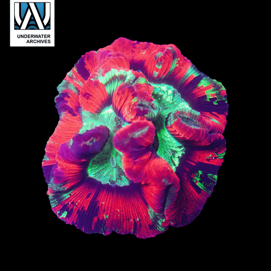 (WYSIWYG) Rainbow Trachy (~5")