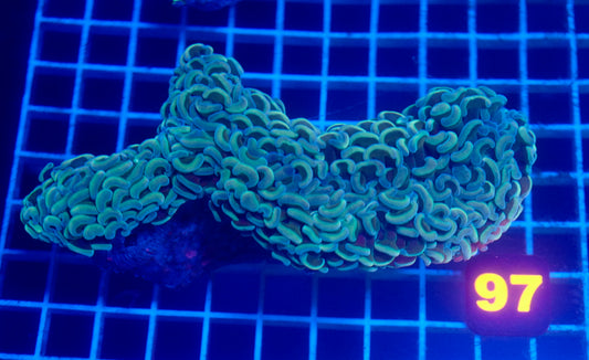 (WYSIWYG) Holo-Like Wall Hammer 97